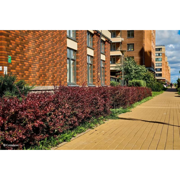 Кирпич БРАЕР кладка гладкий, 250х85х65 мм фото 11