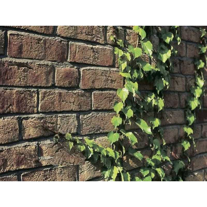 Кирпич облицовочный Roben Moorbrand sandgelb-bunt, 240х115х71 мм фото 4