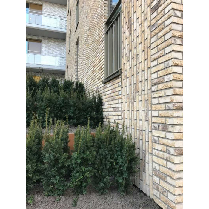 Кирпич облицовочный ENGELS Tanganyika, 209х101х50 мм фото 9