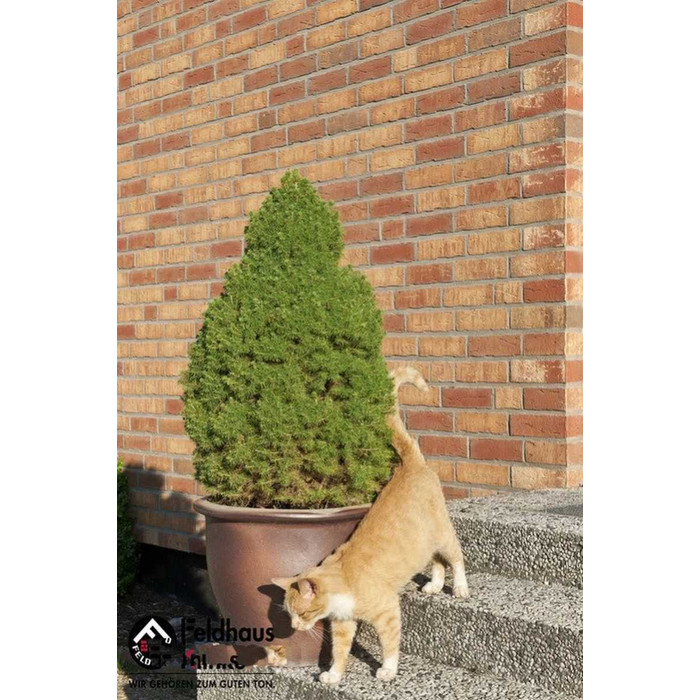 Кирпич клинкерный Feldhaus Klinker K686 sintra ardor calino NF 240х115х71 мм фото 3